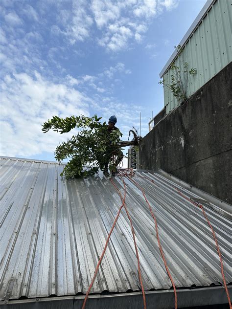 外牆除樹|牆壁長樹怎麼辦？桃園外牆除樹工程全攻略 